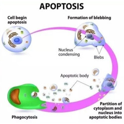 Riebalų pašalinimas ir kūno linijų formavimas