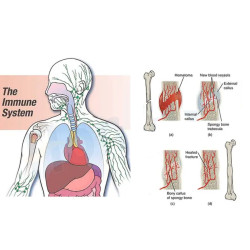 Fizinės terapijos kūno skausmą malšinantis aparatas
